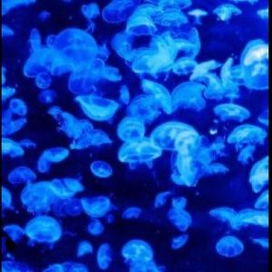 Meet your Posher, Isabella